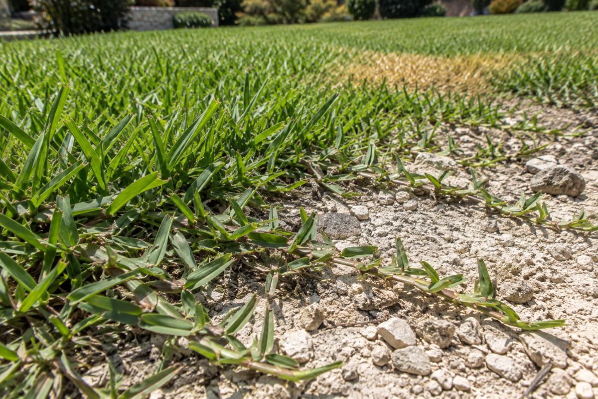 Close view of St. Augustine grass runners over pale limestone soil